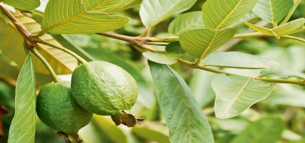 guava leaves extract for skin